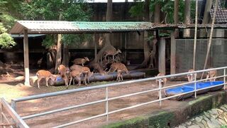 The funny guys of Saigon - porn video